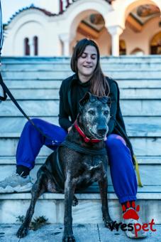 Ράτσα: Άγνωστο - Ημίαιμο | Ηλικία: 5+ | Φύλο: Αρσενικό | Αρ. Microchip: . | Περιοχή: Νέα Σμύρνη, Αττική